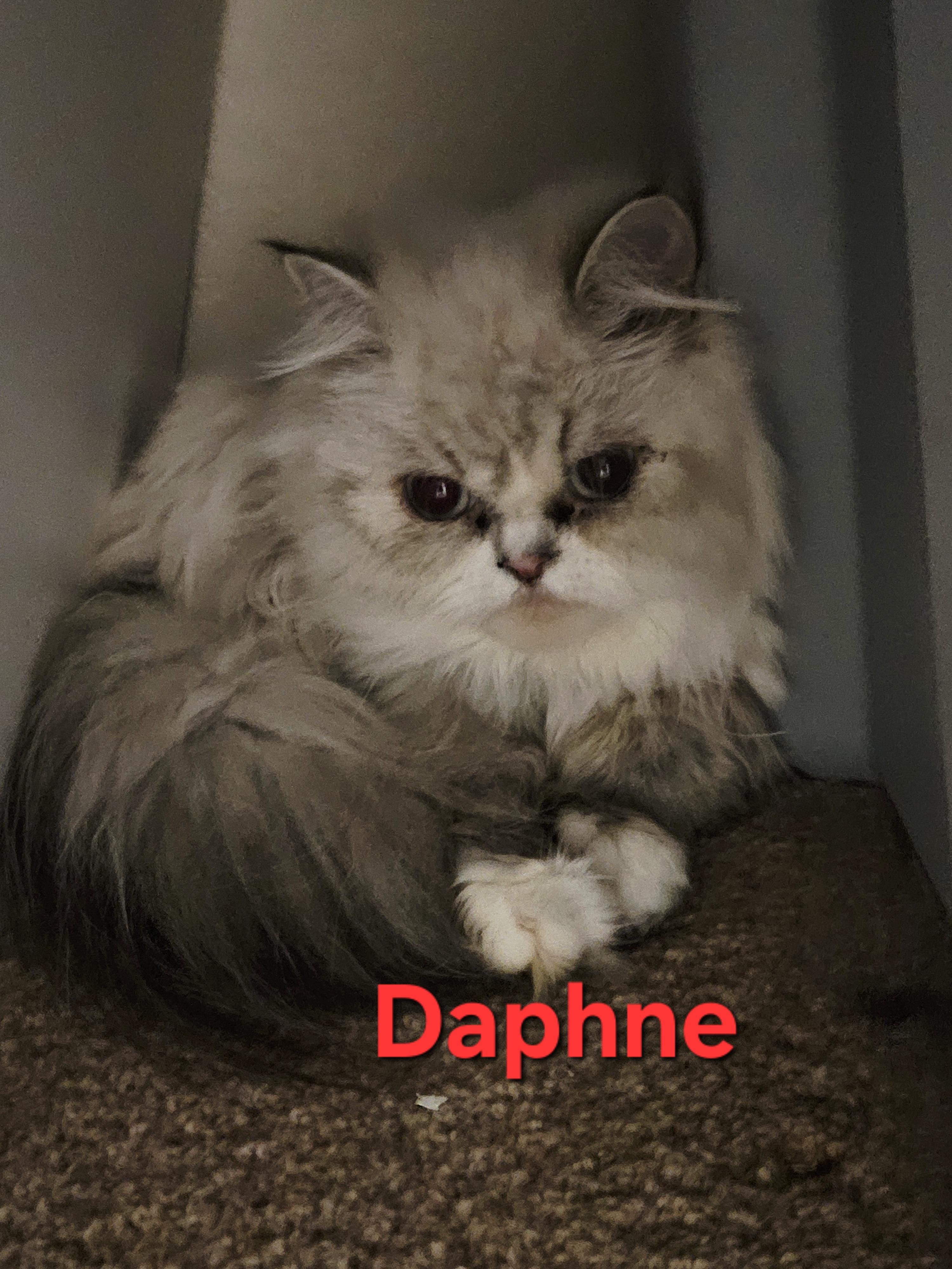 Enlarge Scooby and Daphne, a Adoptable Persian in Orlando, FL image 6/6