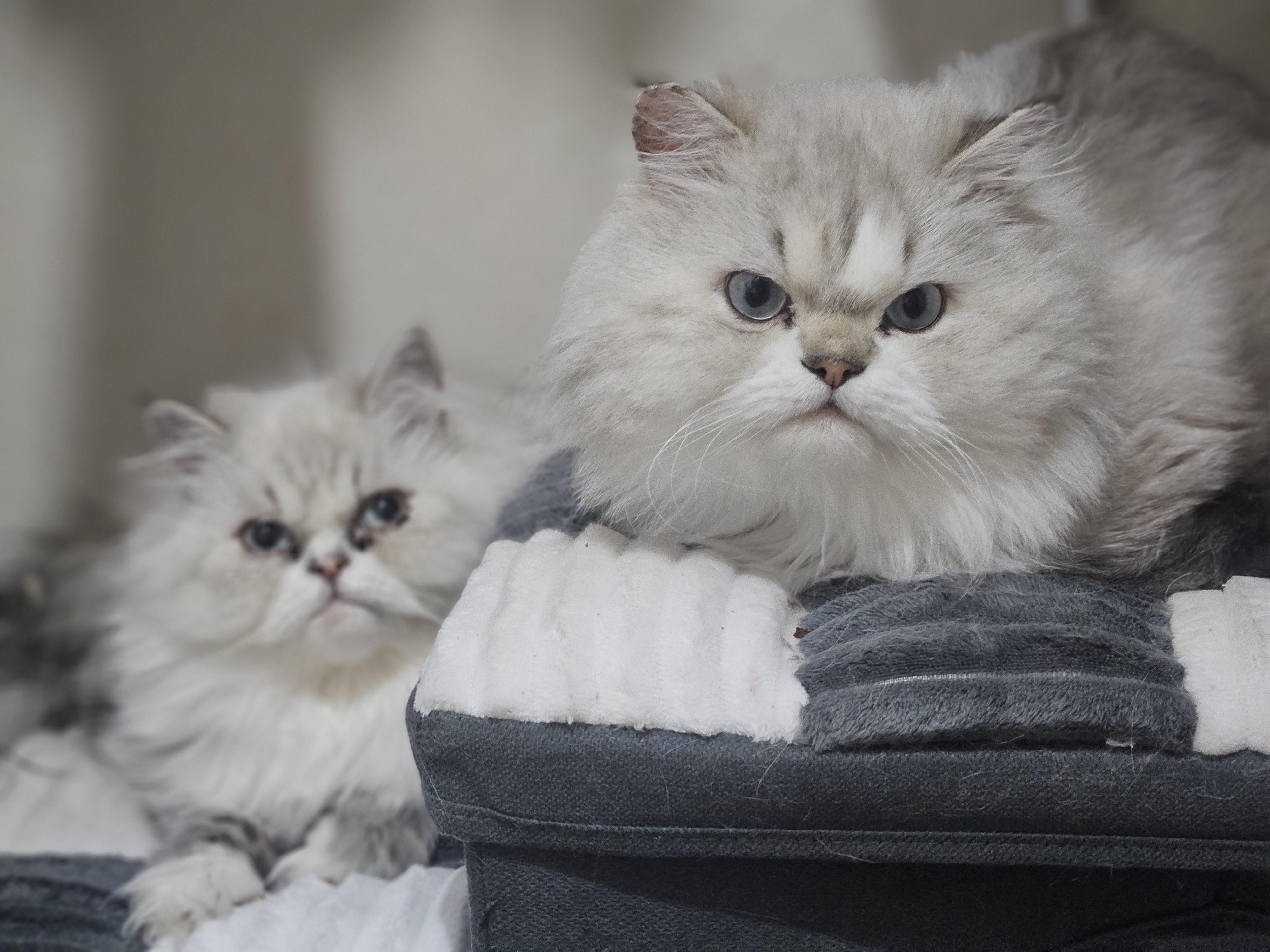 Scooby and Daphne, Adoptable, Young Male Persian.