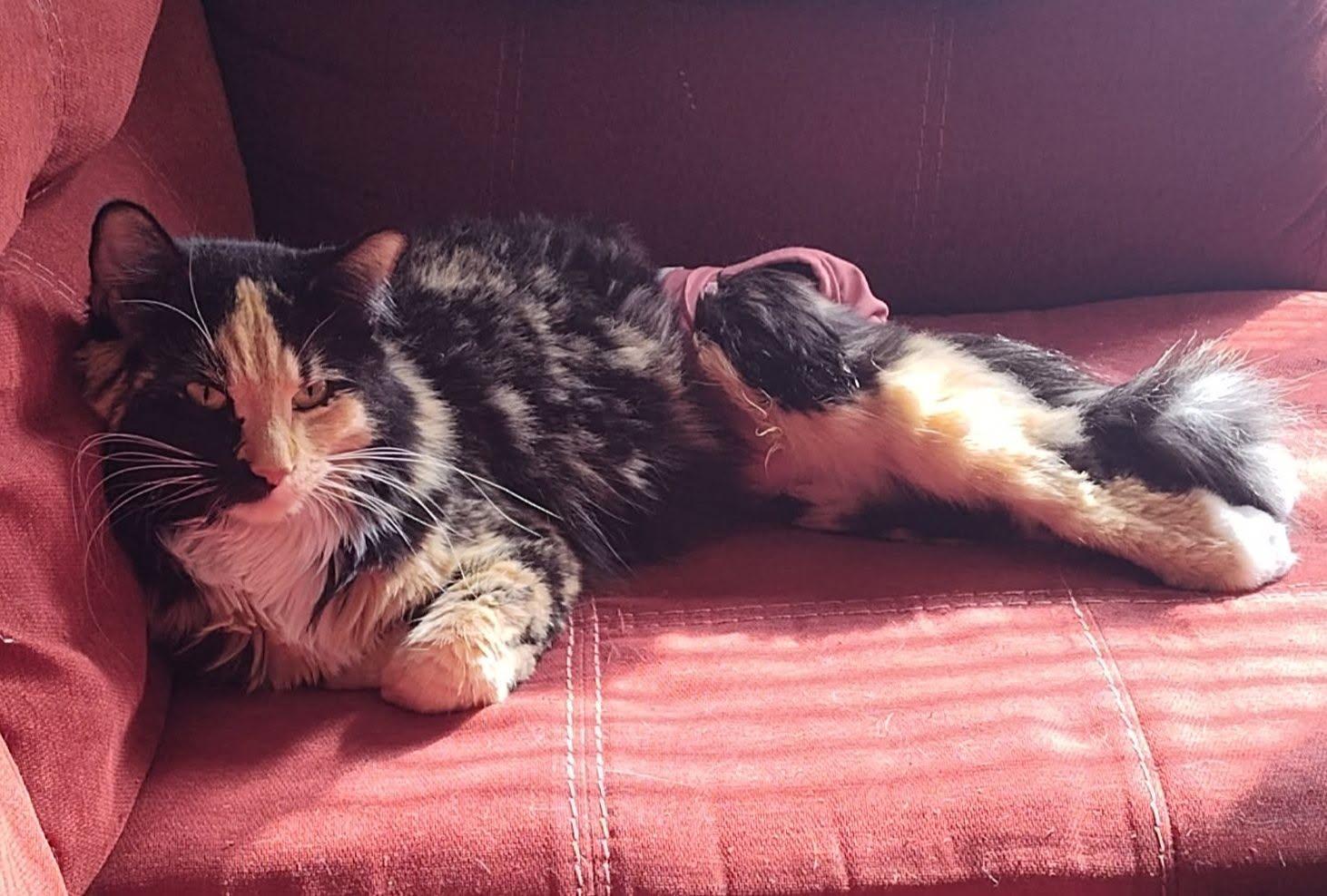 Callie, ADOPTABLE, Adult Female Domestic Medium Hair.