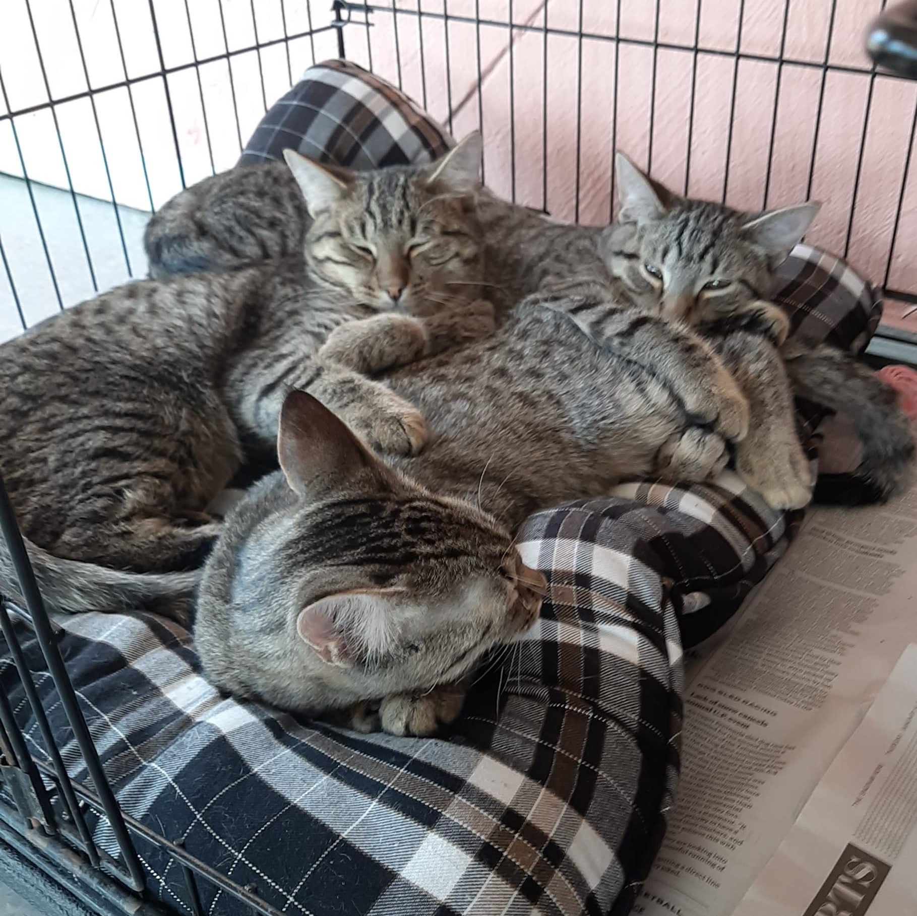 Tinker, Chai & Jovi, an adoptable Tabby & Domestic Short Hair Mix in Madison Heights, MI_image-1