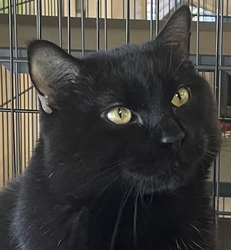 Kit Kat, Adoptable, Adult Male Domestic Short Hair.