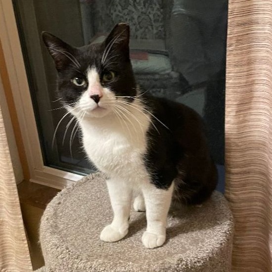 Alvin Junior, a Adoptable Domestic Short Hair in Garden City, MI image 1/4