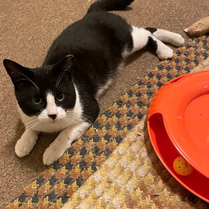 Alvin Junior, a Adoptable Domestic Short Hair in Garden City, MI image 2/4