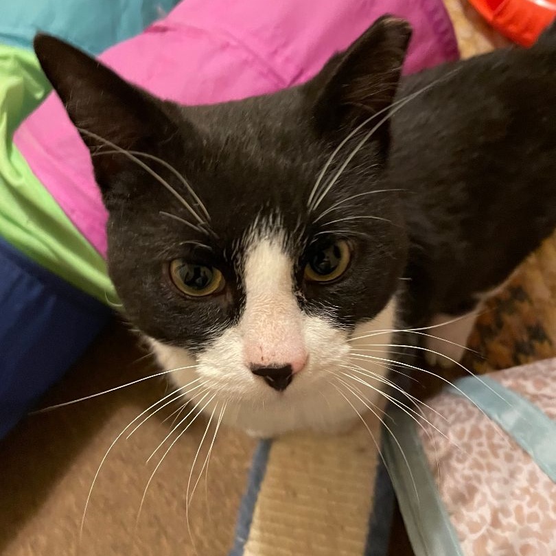 Alvin Junior, a Adoptable Domestic Short Hair in Garden City, MI image 3/4