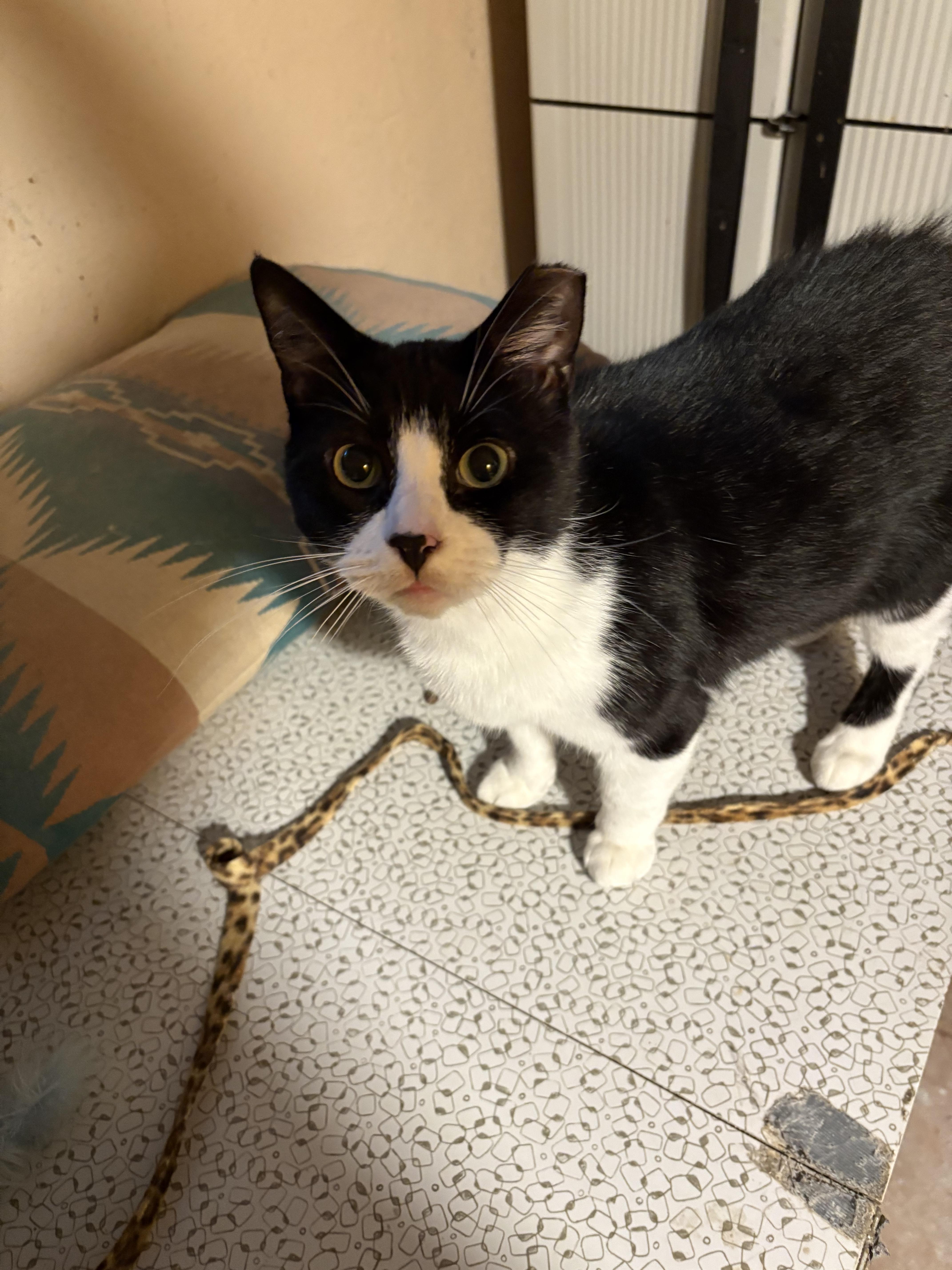 Alvin Junior, a Adoptable Domestic Short Hair in Garden City, MI image 4/4