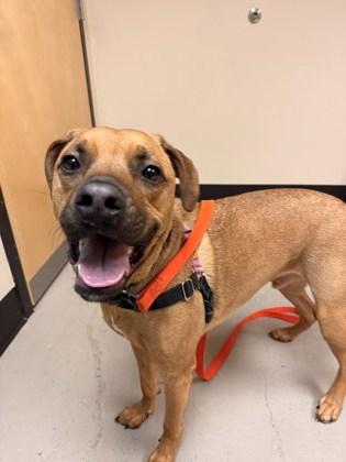 Rye, ADOPTABLE, Young Male American Staffordshire Terrier.
