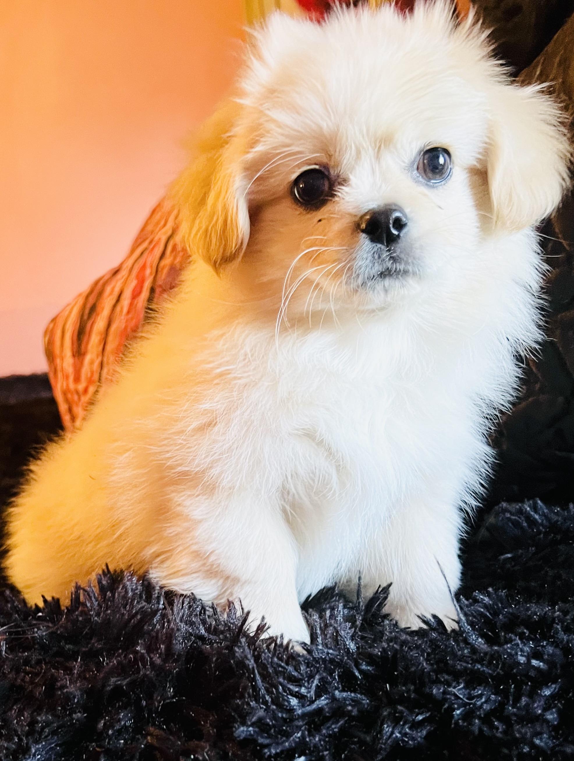 Enlarge Harry, a ADOPTABLE mixed breed in Gilbert , AZ image 4/5