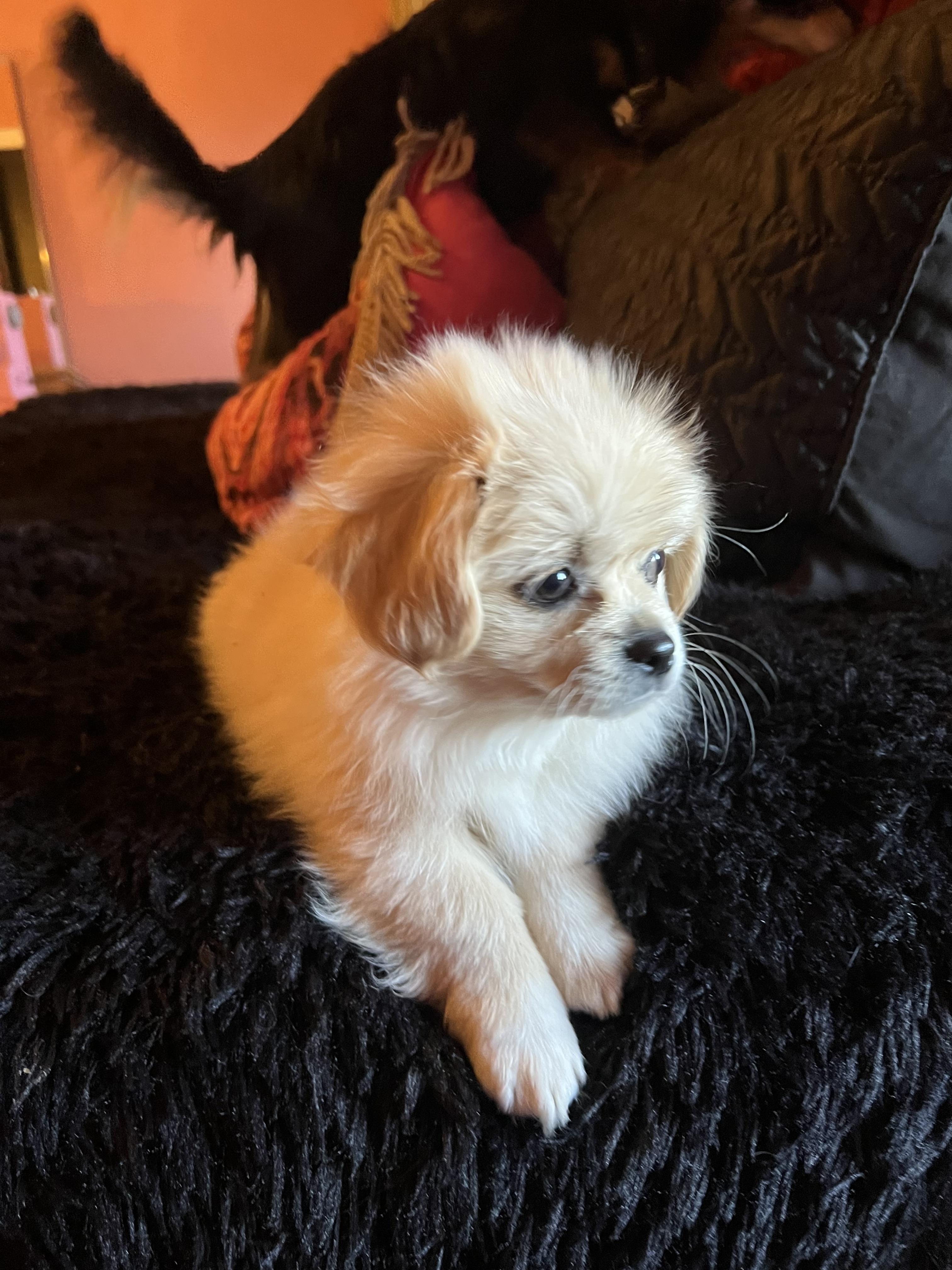 Harry, ADOPTABLE, Puppy Male Pomeranian & Poodle.