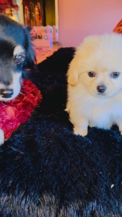 Enlarge Harry, a ADOPTABLE mixed breed in Gilbert , AZ video 2/5