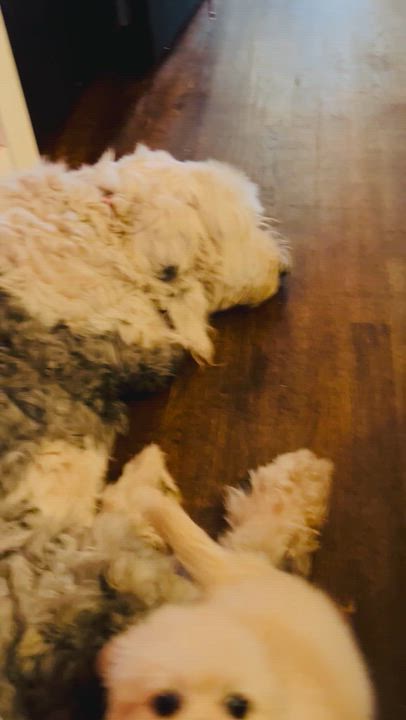 Enlarge Harry, a ADOPTABLE mixed breed in Gilbert , AZ video 5/5