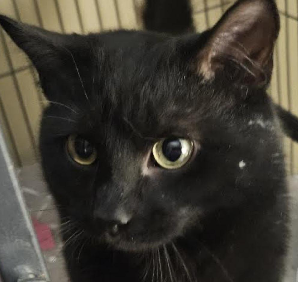 Enlarge Xander , a ADOPTABLE Domestic Short Hair in Cincinnati, OH image 2/4