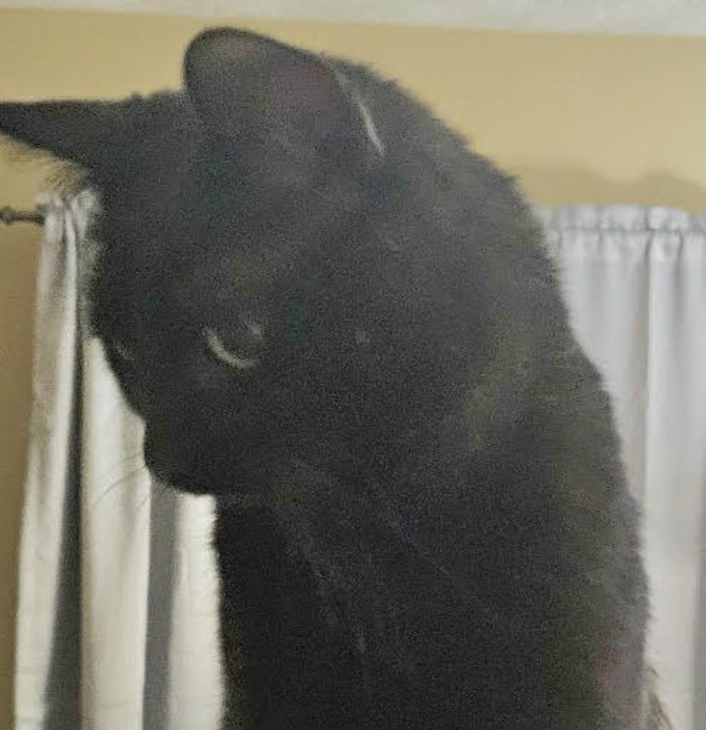 Xander , ADOPTABLE, Adult Male Domestic Short Hair.