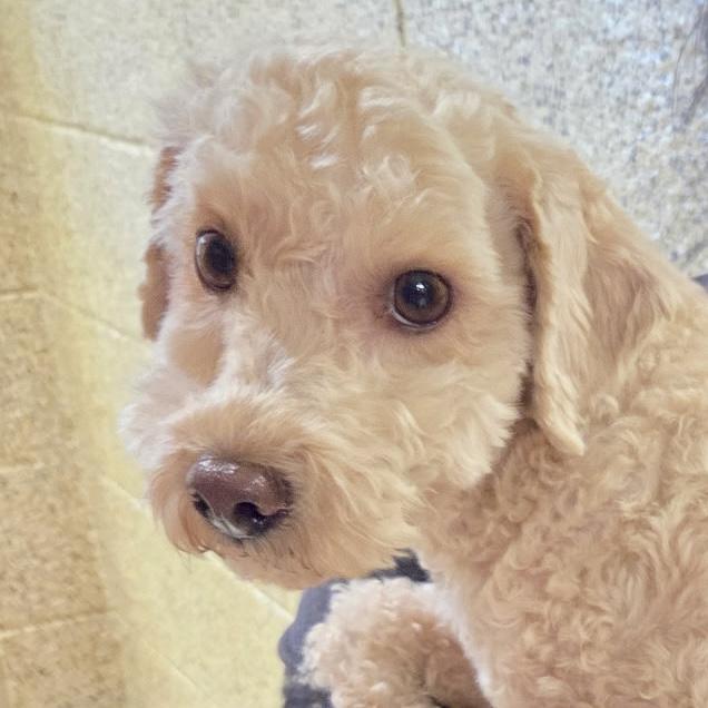 Speedy, Adoptable, Young Male Miniature Poodle & Mixed Breed.