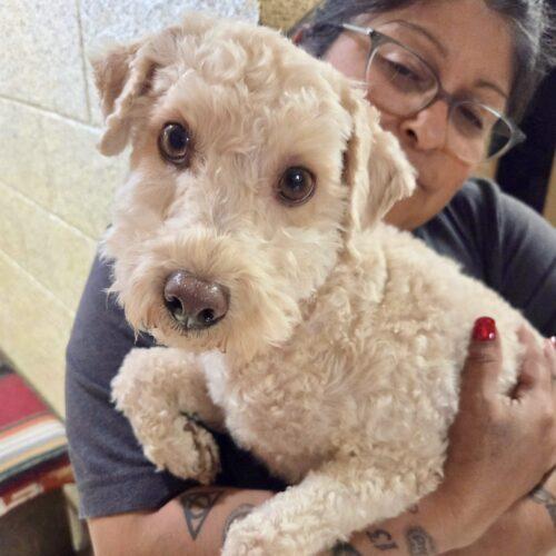 Enlarge Speedy, a Adoptable mixed breed in Broken Arrow, OK image 2/2