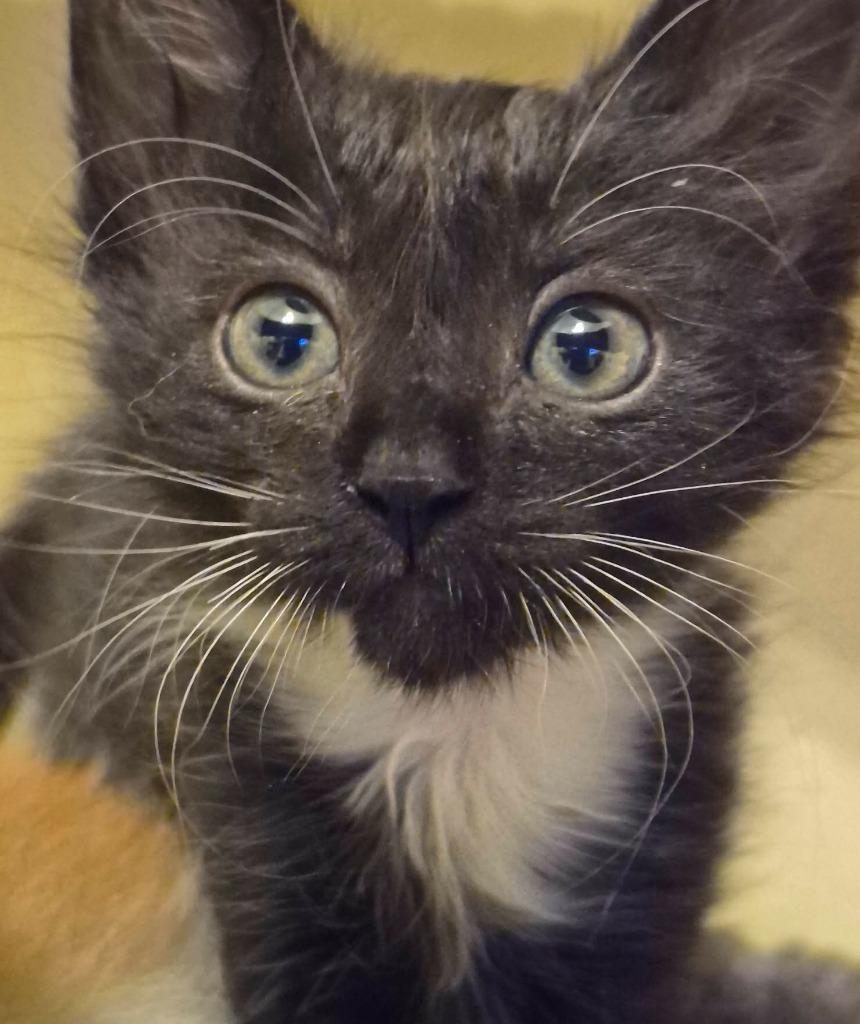 Dinah, Adoptable, Kitten Female Domestic Short Hair.