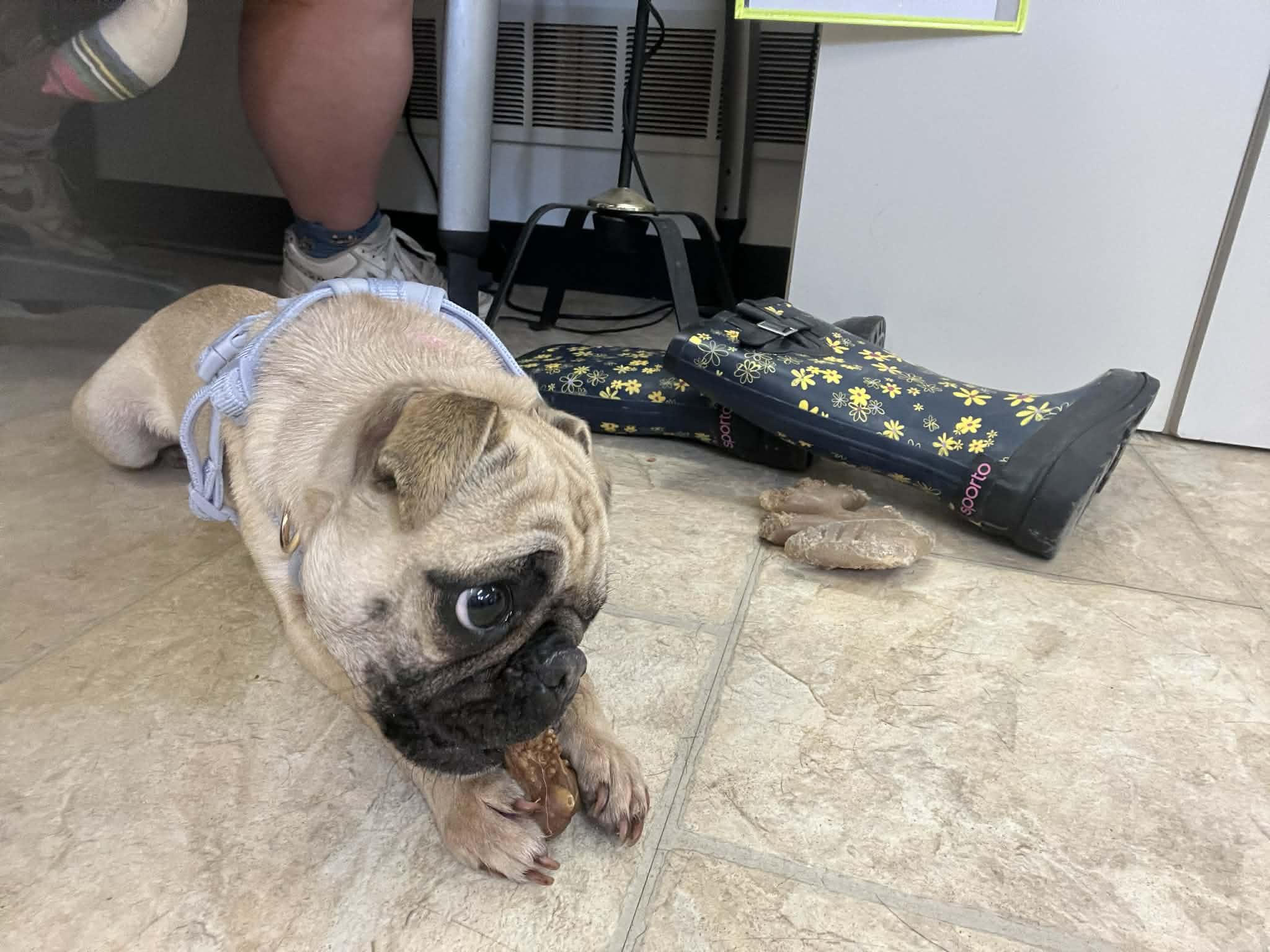 Enlarge Tillie, a ADOPTABLE mixed breed in Belleville, MI image 2/3