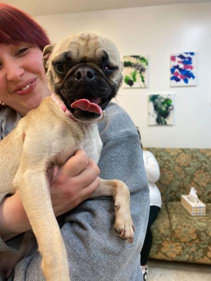 Enlarge Tillie, a ADOPTABLE mixed breed in Belleville, MI image 3/3