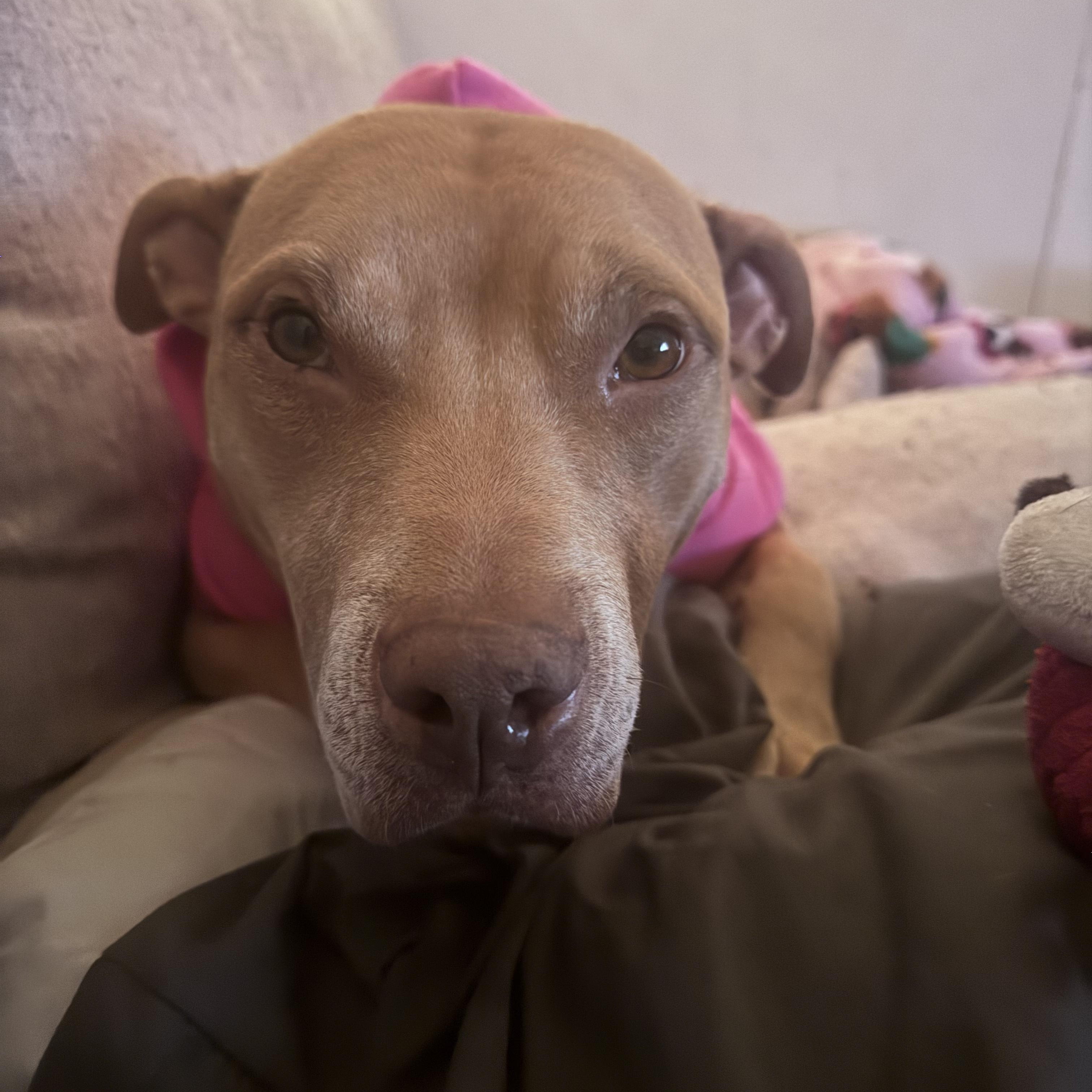 Enlarge Paisley , a ADOPTABLE mixed breed in Annapolis, MD image 2/6