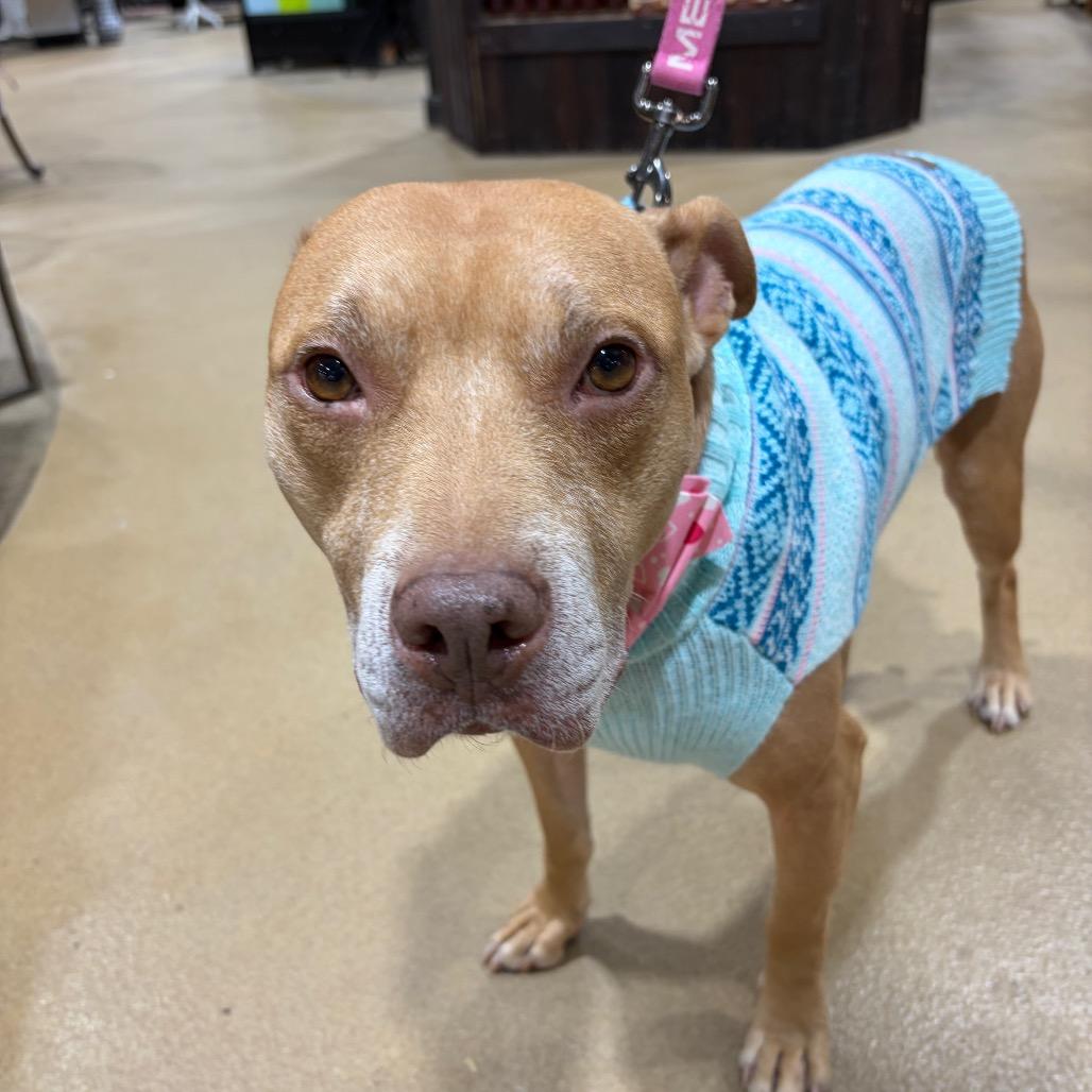 Enlarge Paisley , a ADOPTABLE mixed breed in Annapolis, MD image 1/6