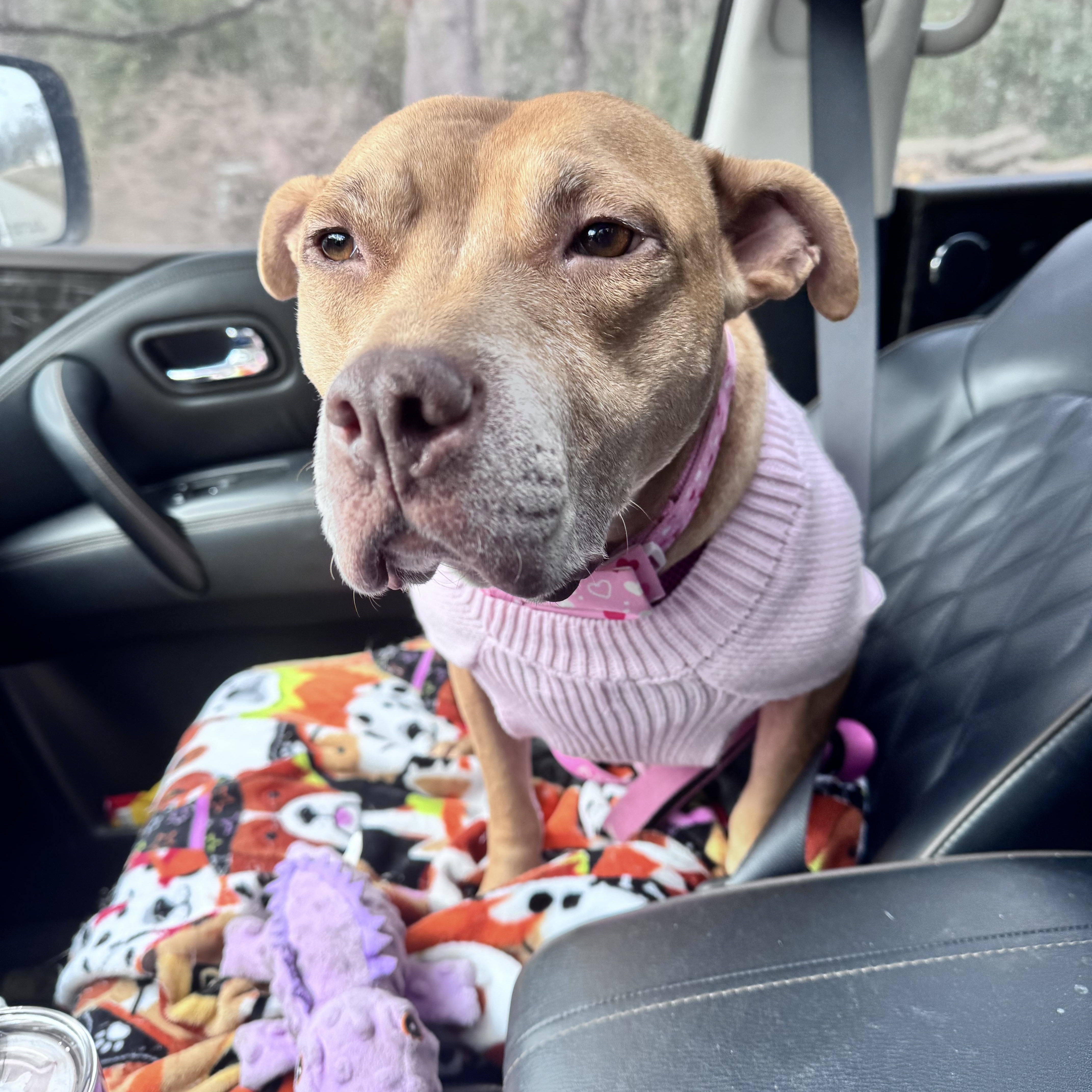 Enlarge Paisley , a ADOPTABLE mixed breed in Annapolis, MD image 4/6