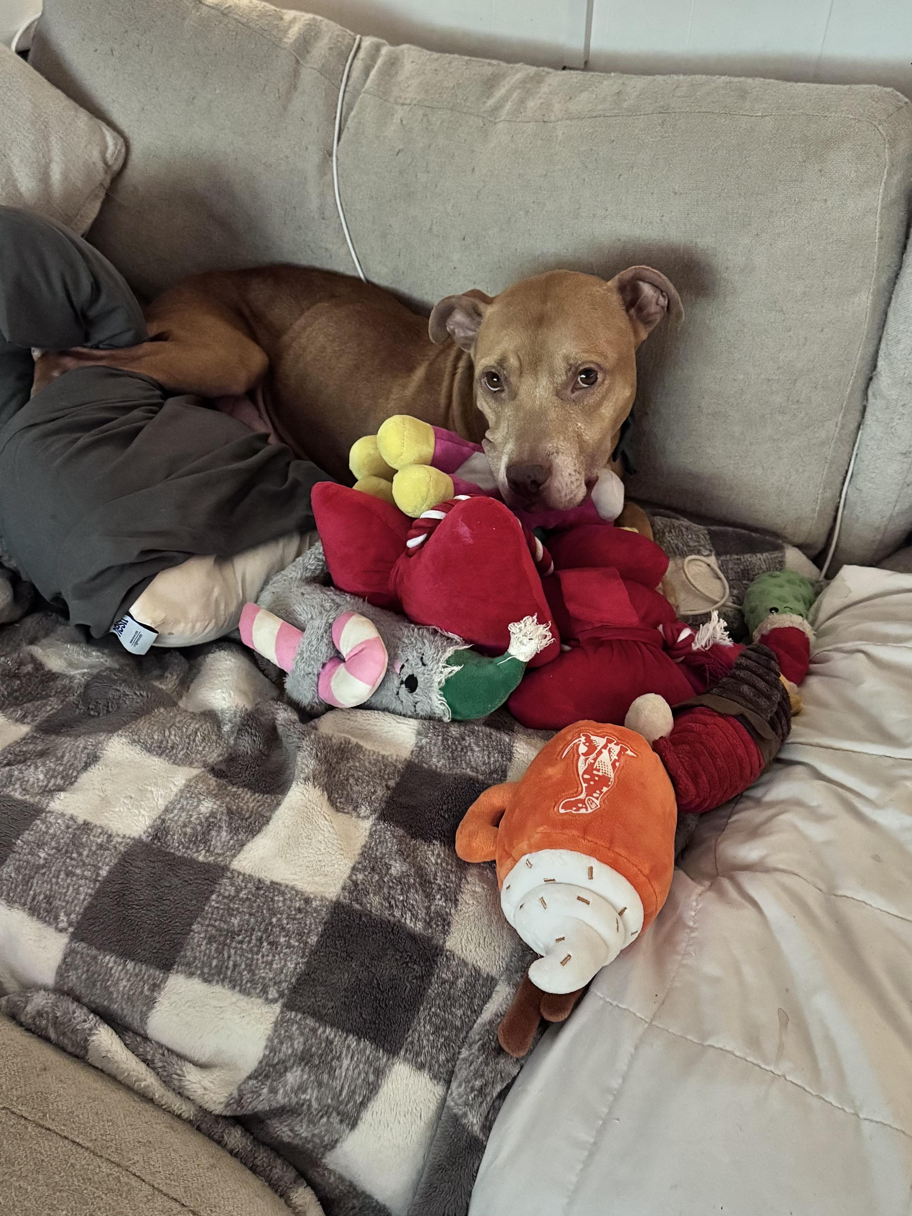 Enlarge Paisley , a ADOPTABLE mixed breed in Annapolis, MD image 3/6