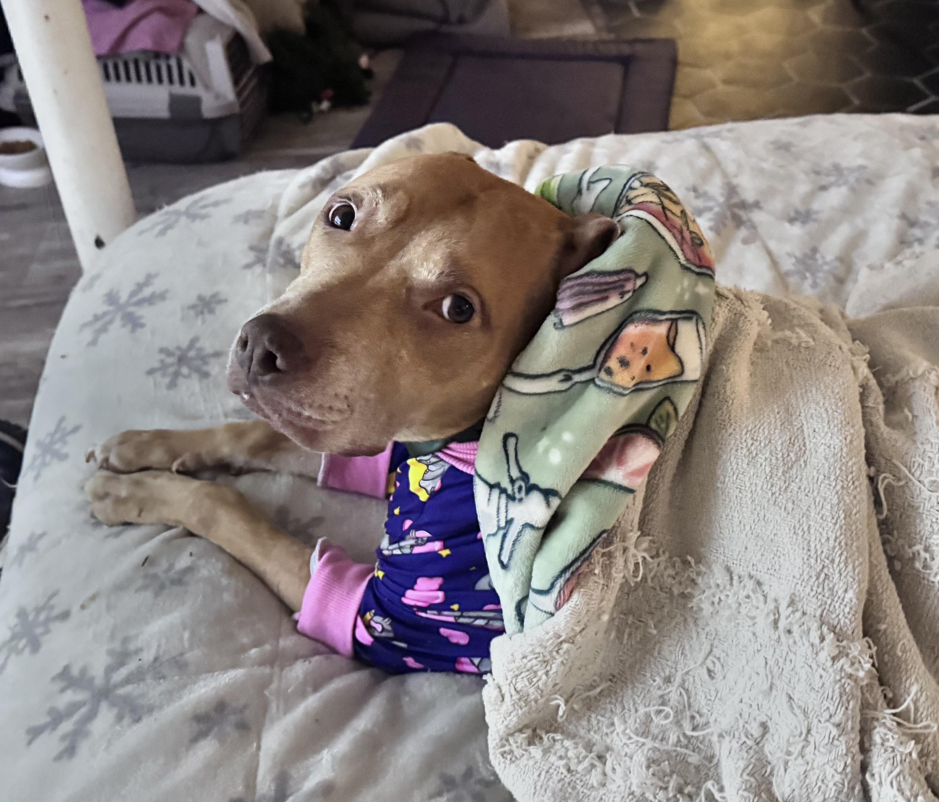 Paisley , ADOPTABLE, Adult Female Pit Bull Terrier.