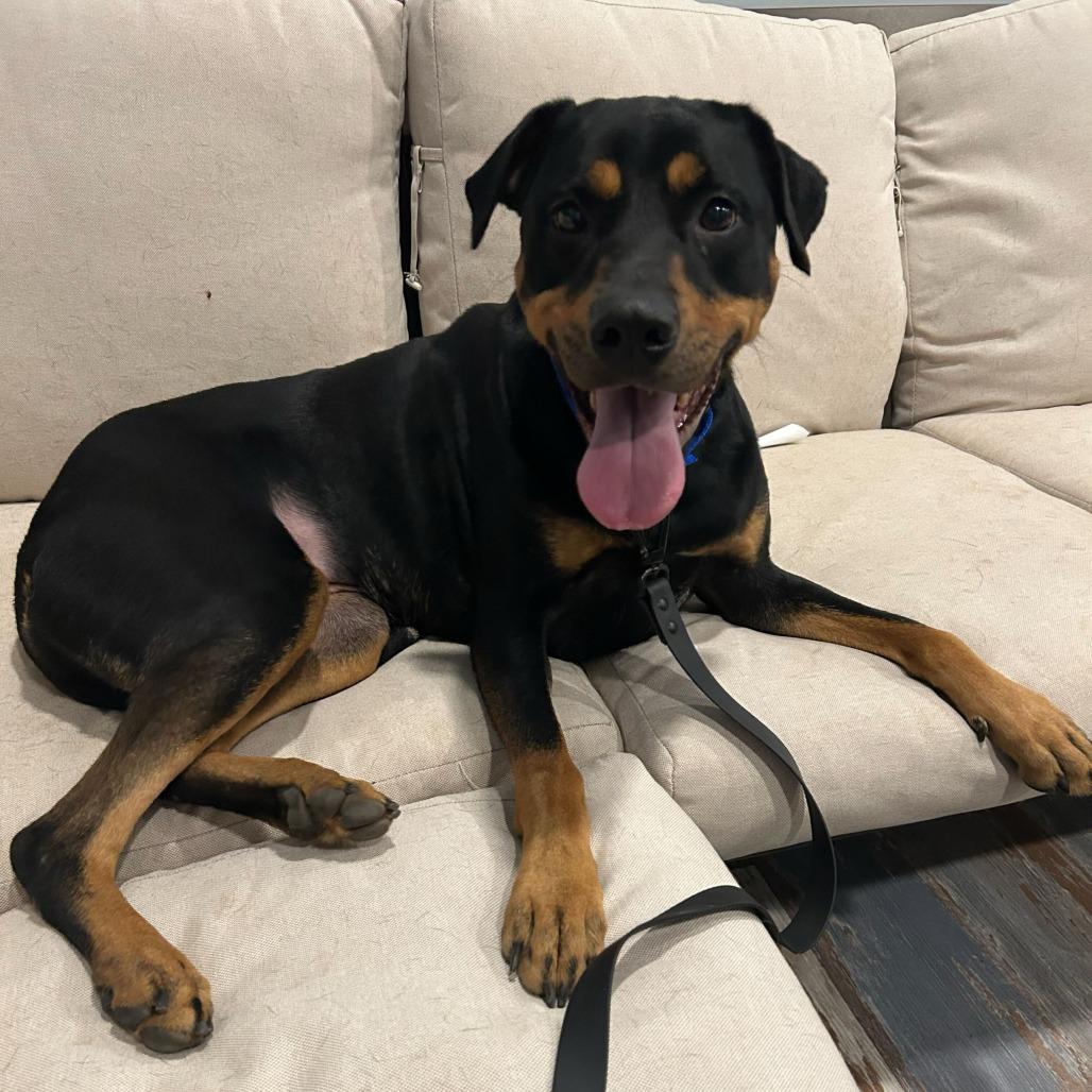 Enlarge Jewels, a Adoptable mixed breed in Houston, TX image 1/6