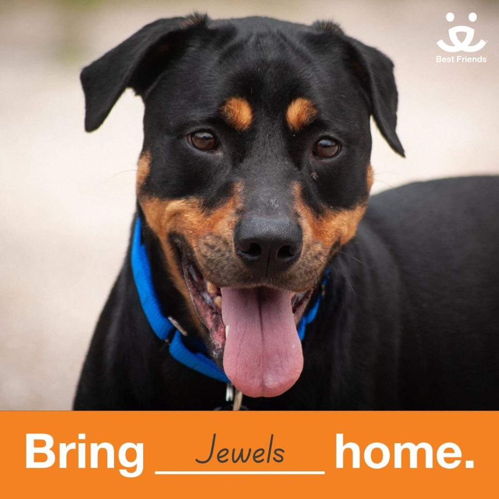 Enlarge Jewels, a Adoptable mixed breed in Houston, TX image 3/6