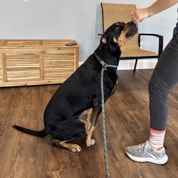 Enlarge Jewels, a Adoptable mixed breed in Houston, TX image 4/6