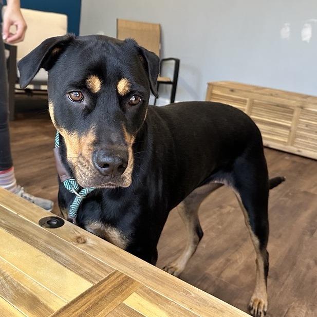 Enlarge Jewels, a Adoptable mixed breed in Houston, TX image 5/6