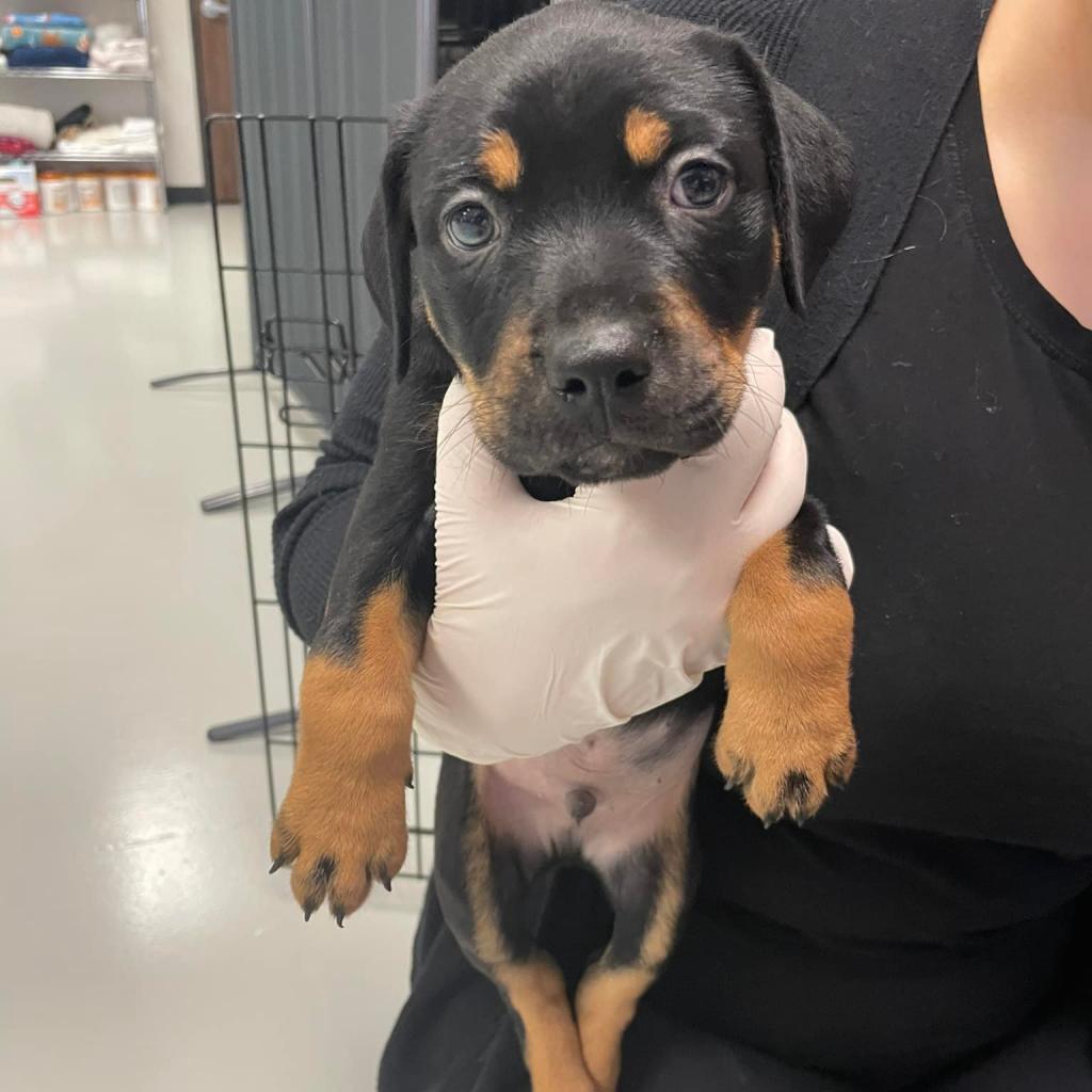 Enlarge Jewels, a Adoptable mixed breed in Houston, TX image 6/6