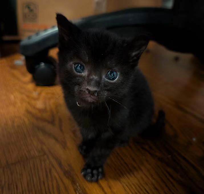 Berry, Barnes, Belmont-Littermates, a ADOPTABLE mixed breed in Arlington, VA image 2/3