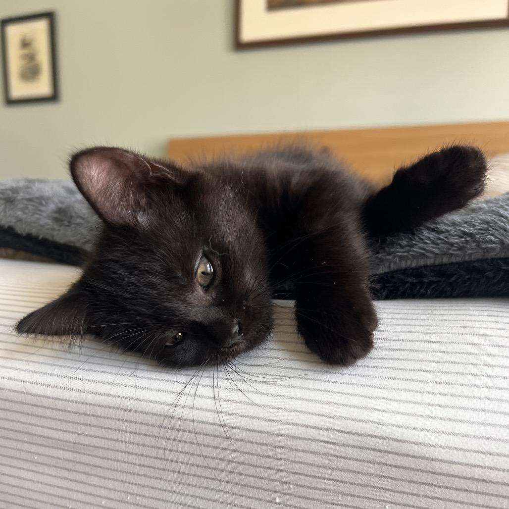 Enlarge Berry, Barnes, Belmont-Littermates, a ADOPTABLE mixed breed in Arlington, VA image 2/4