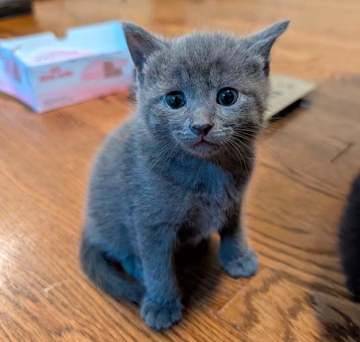 Berry, Barnes, Belmont-Littermates, ADOPTABLE, Kitten Male Domestic Short Hair.