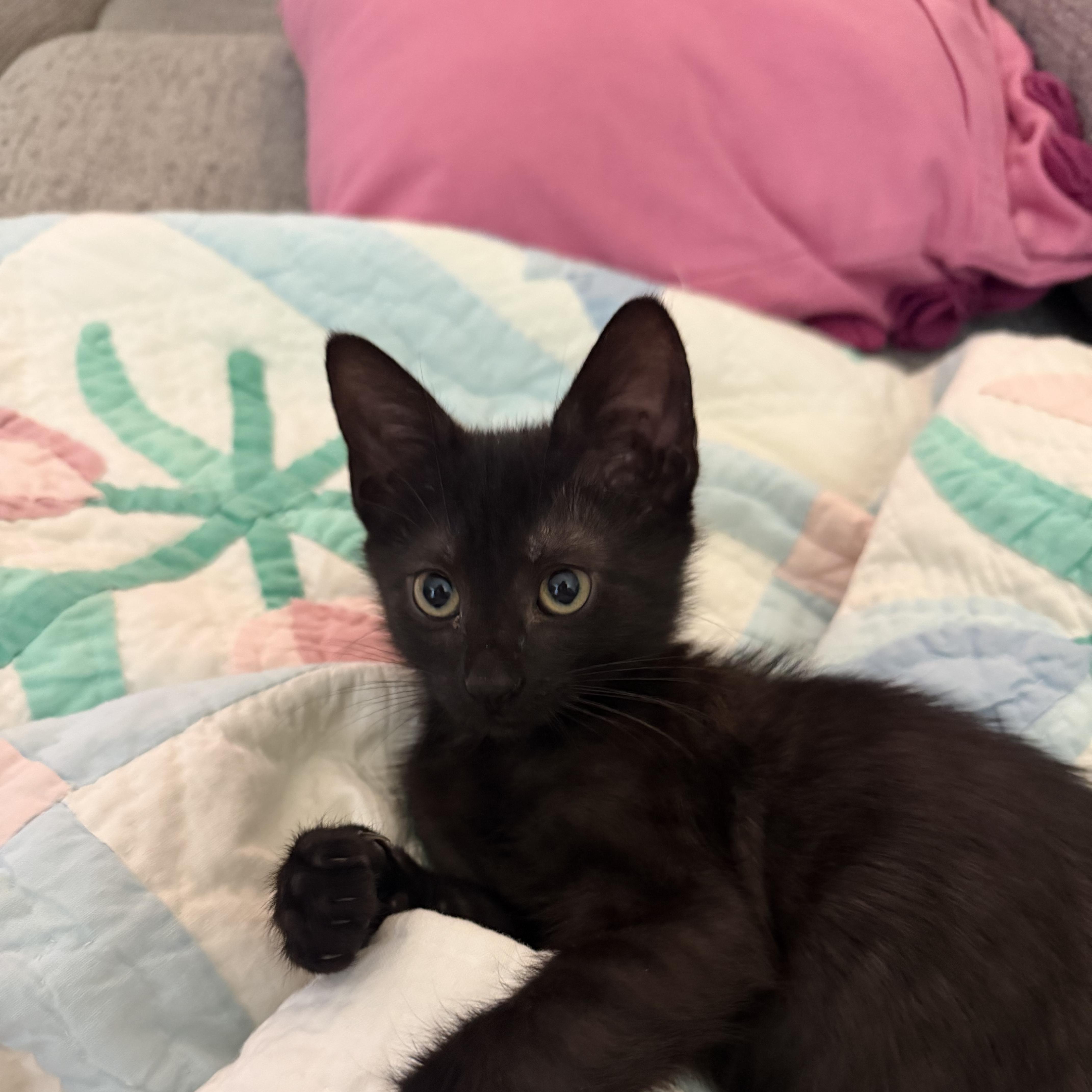 Enlarge Berry, Barnes, Belmont-Littermates, a ADOPTABLE mixed breed in Arlington, VA image 3/4