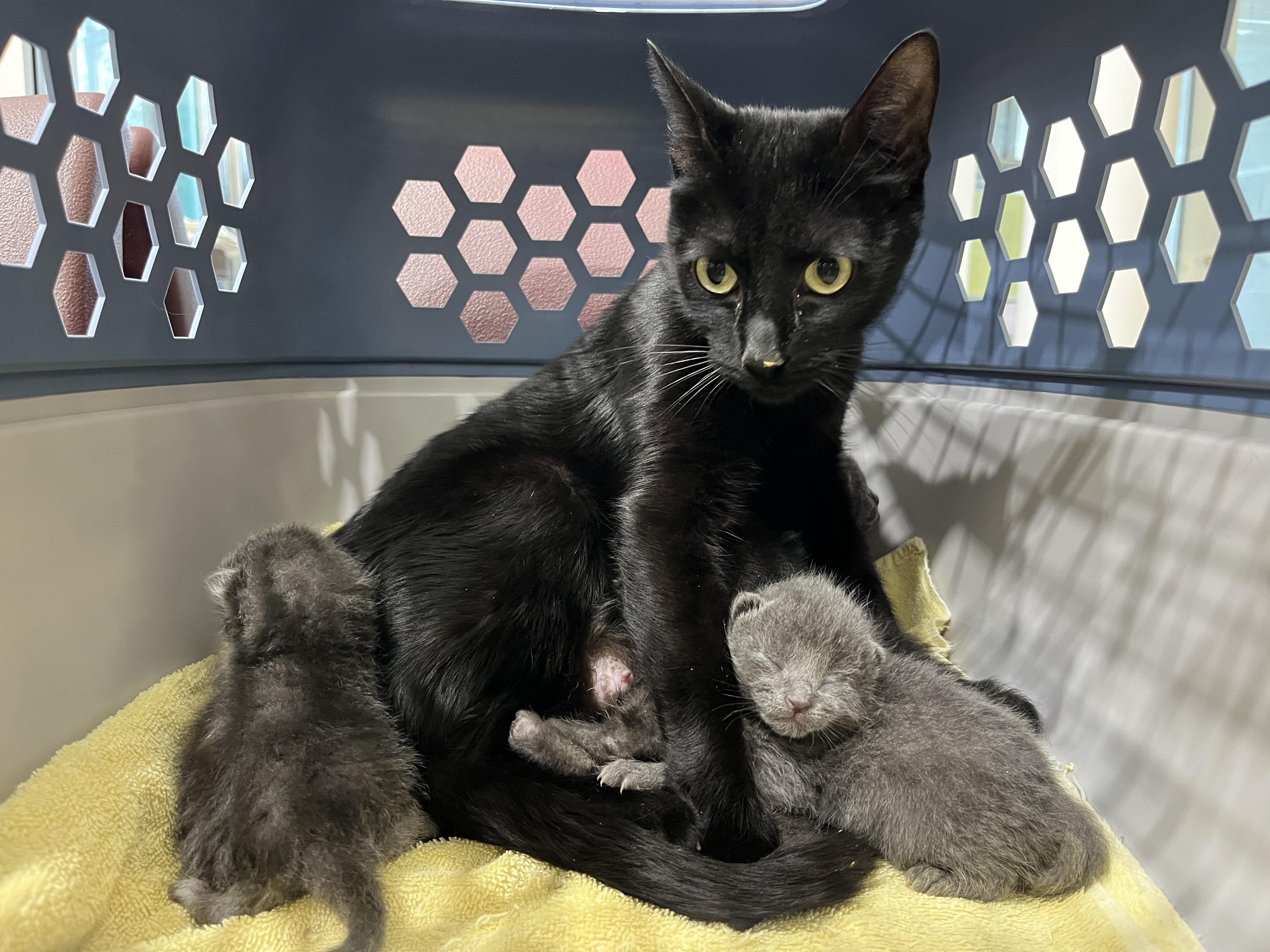 Berry, Barnes, Belmont-Littermates, a ADOPTABLE mixed breed in Arlington, VA image 3/3