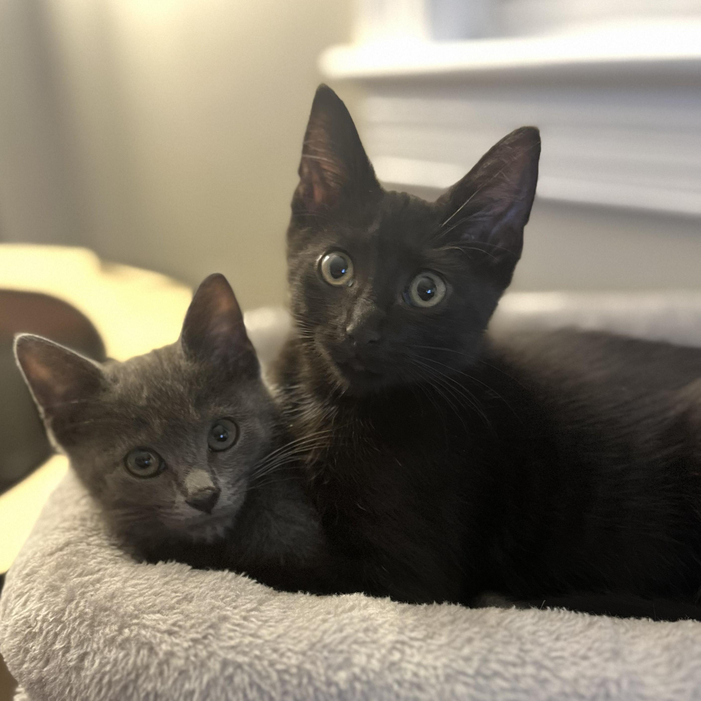 Berry, Barnes, Belmont-Littermates, Adoptable, Kitten Male Domestic Short Hair.
