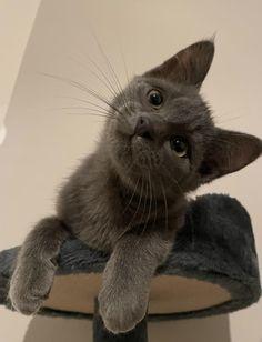 Enlarge Berry & Barnes- Bonded Littermates, a Adoptable mixed breed in Arlington, VA image 5/6