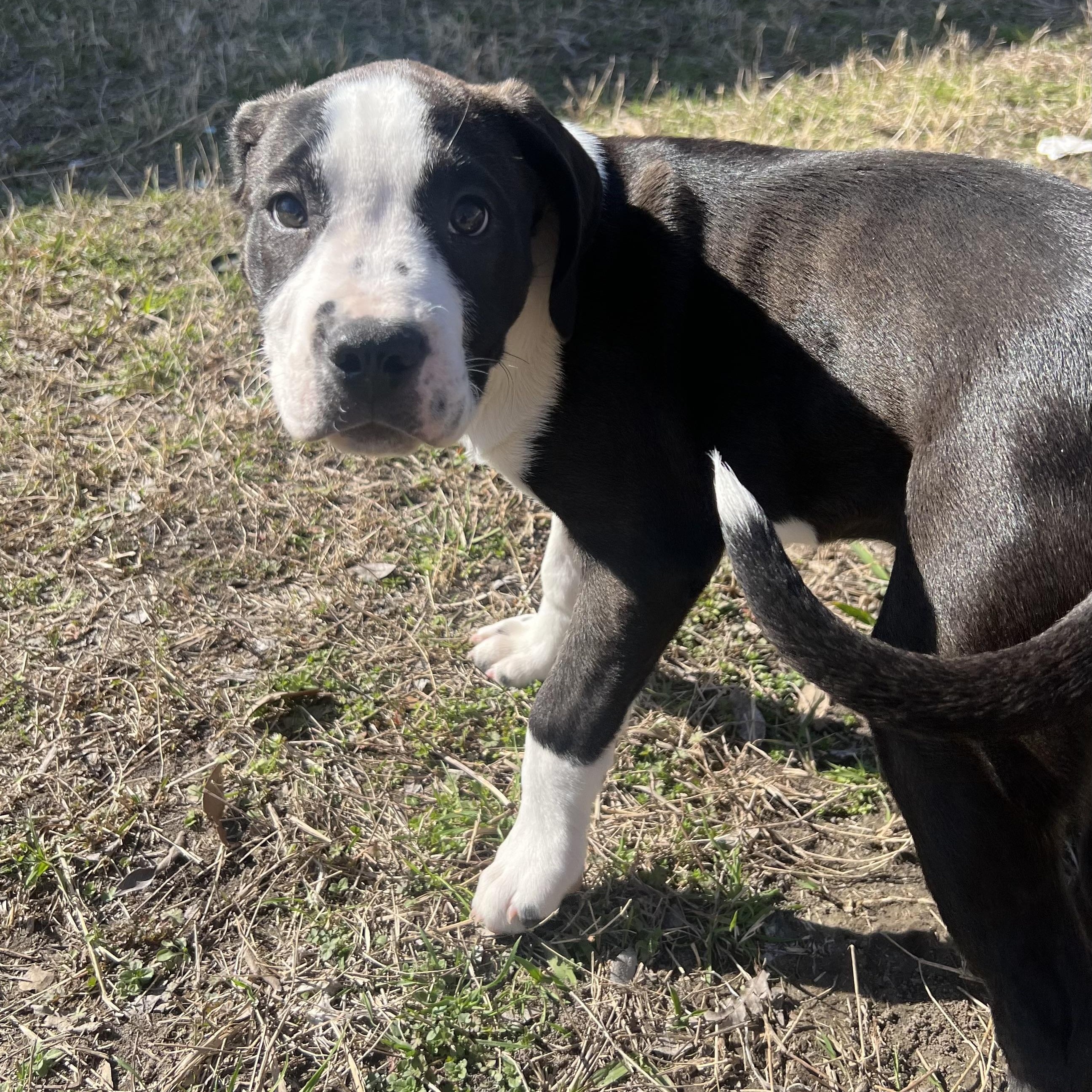 Enlarge Nala, a Adoptable Mixed Breed in Wausau, WI image 3/6