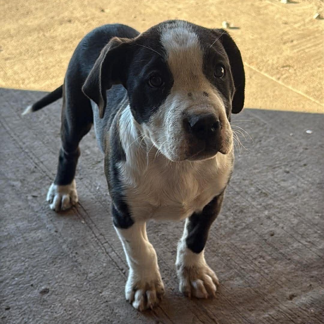 Enlarge Nala, a Adoptable Mixed Breed in Wausau, WI image 1/6