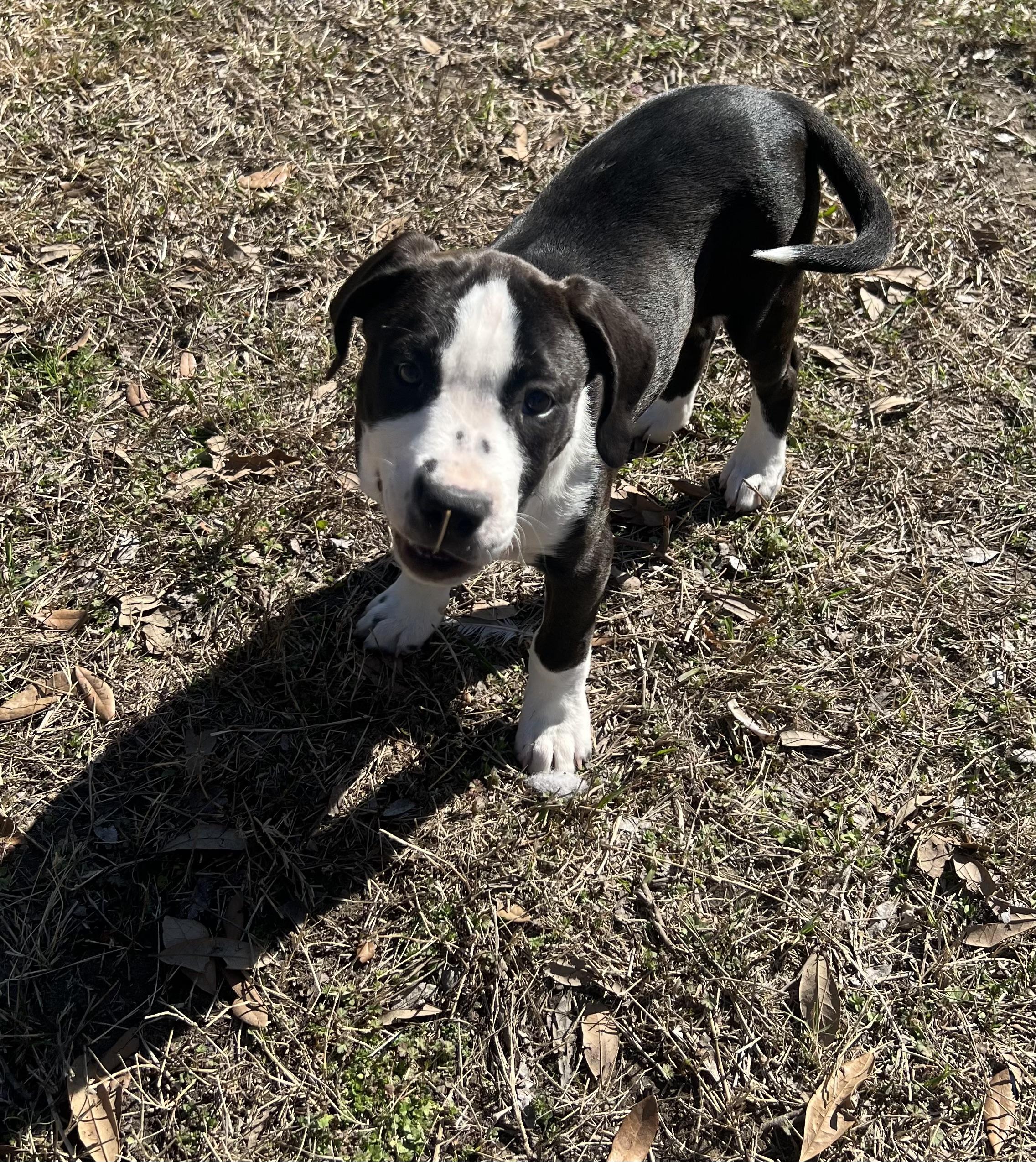 Enlarge Nala, a Adoptable Mixed Breed in Wausau, WI image 5/6