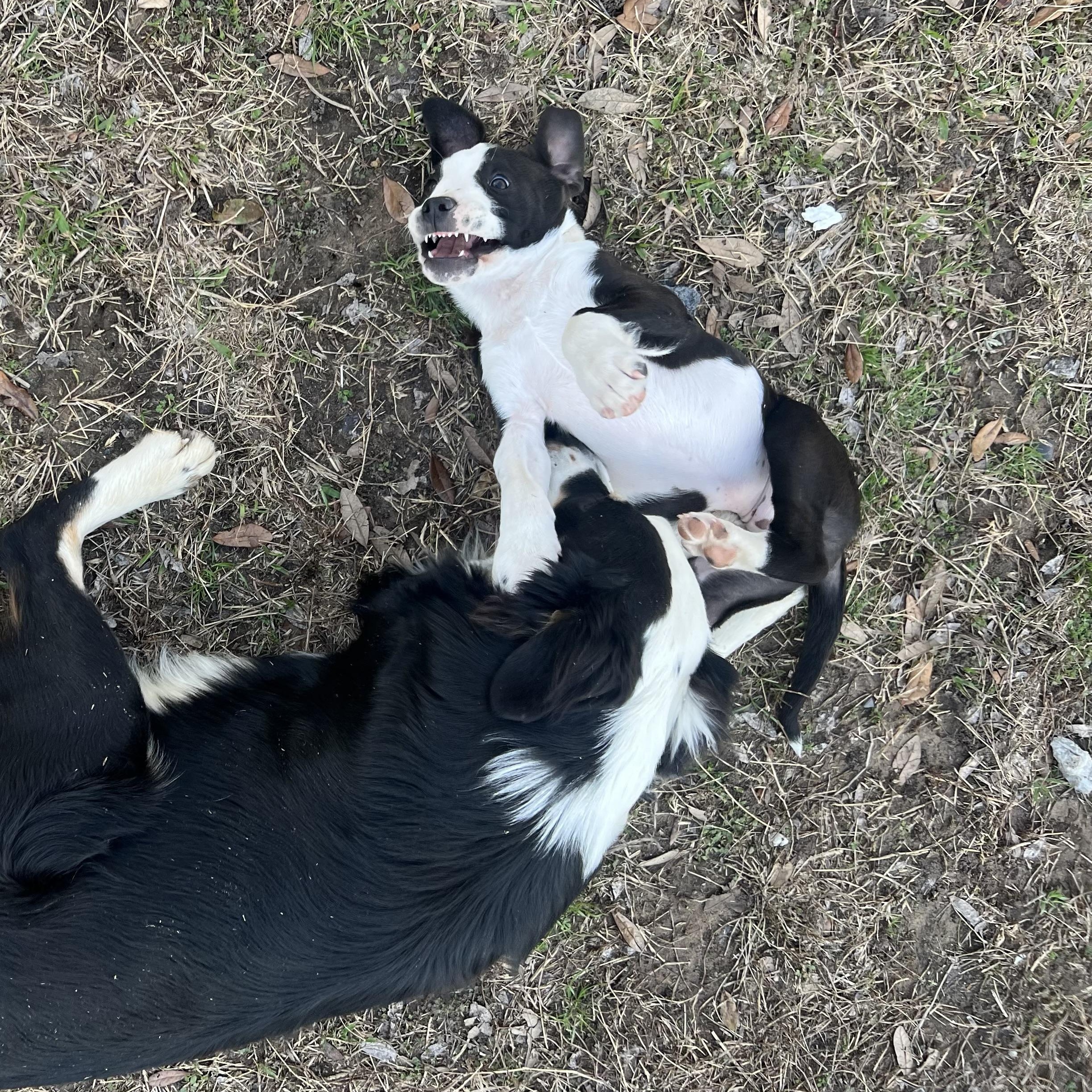 Enlarge Nala, a Adoptable Mixed Breed in Wausau, WI image 4/6