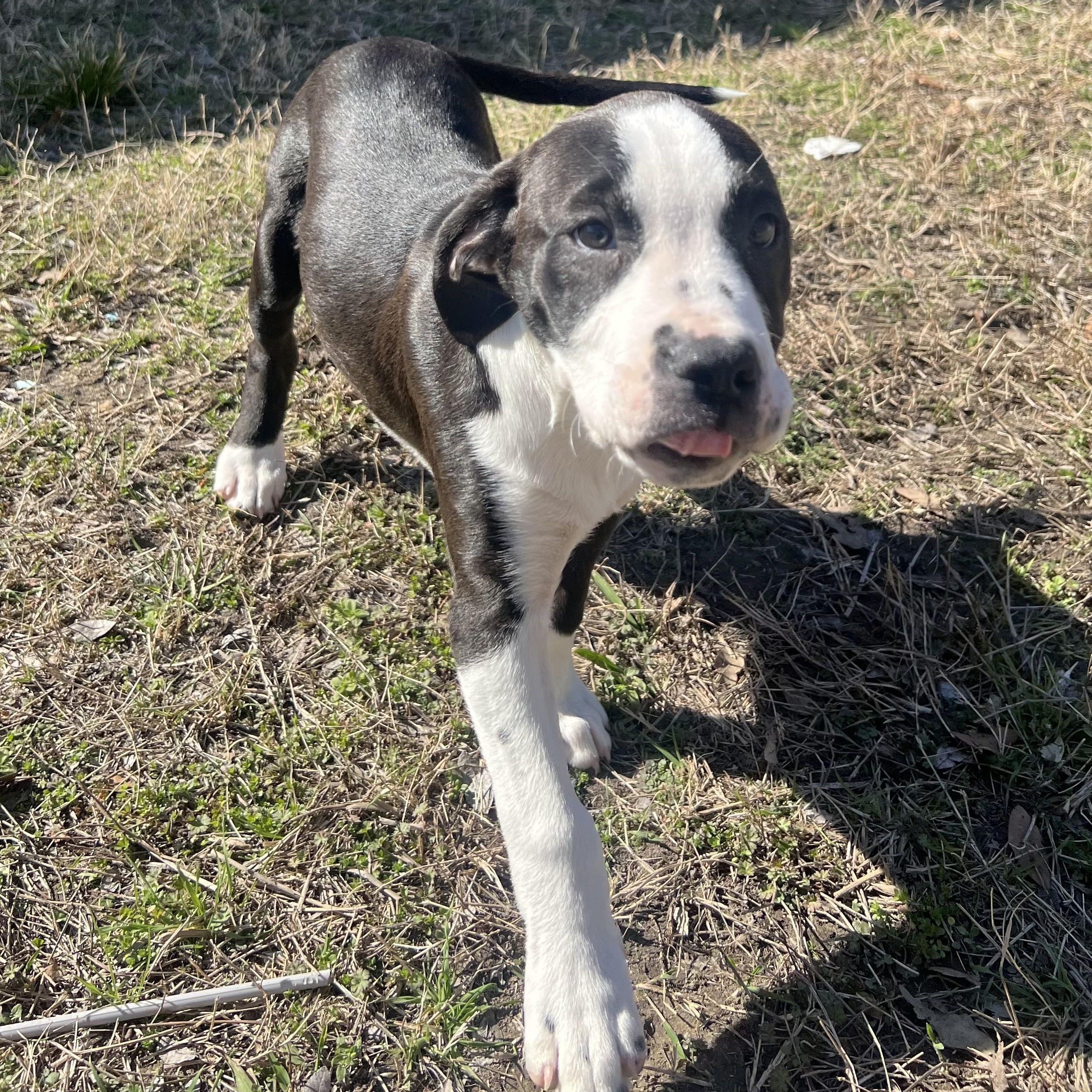 Enlarge Nala, a Adoptable Mixed Breed in Wausau, WI image 2/6
