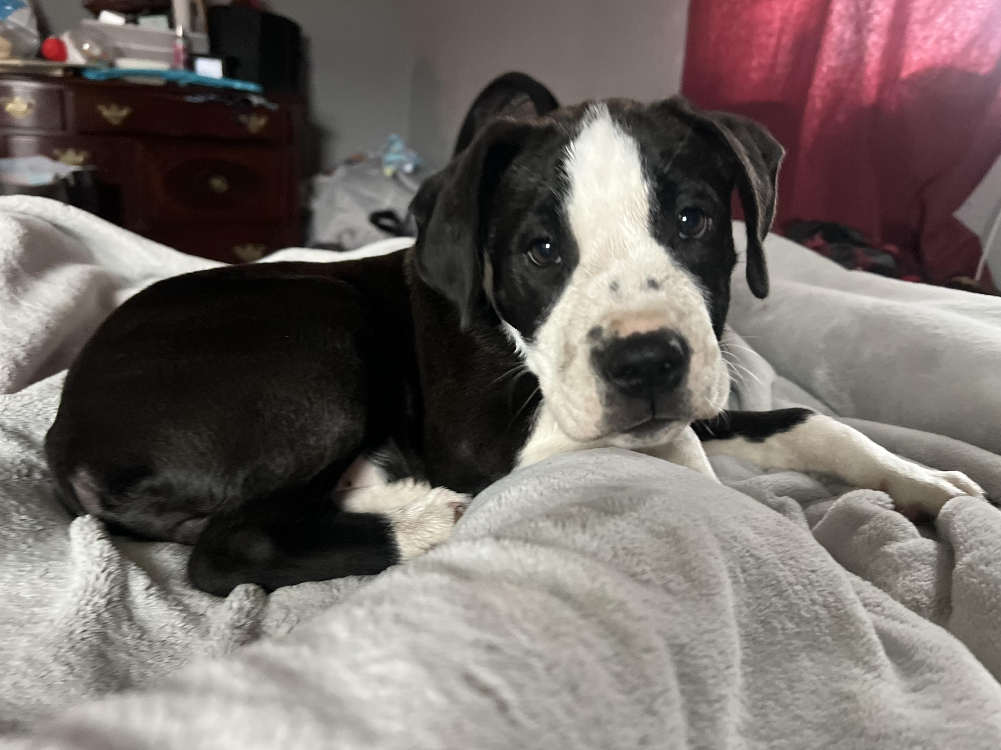 Enlarge Nala, a Adoptable Mixed Breed in Wausau, WI image 6/6