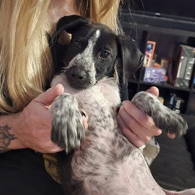 Enlarge Jean-Luc, an adopted mixed breed in Midlothian, VA image 4/5