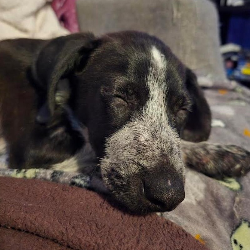 Enlarge Jean-Luc, an adopted mixed breed in Midlothian, VA image 5/5