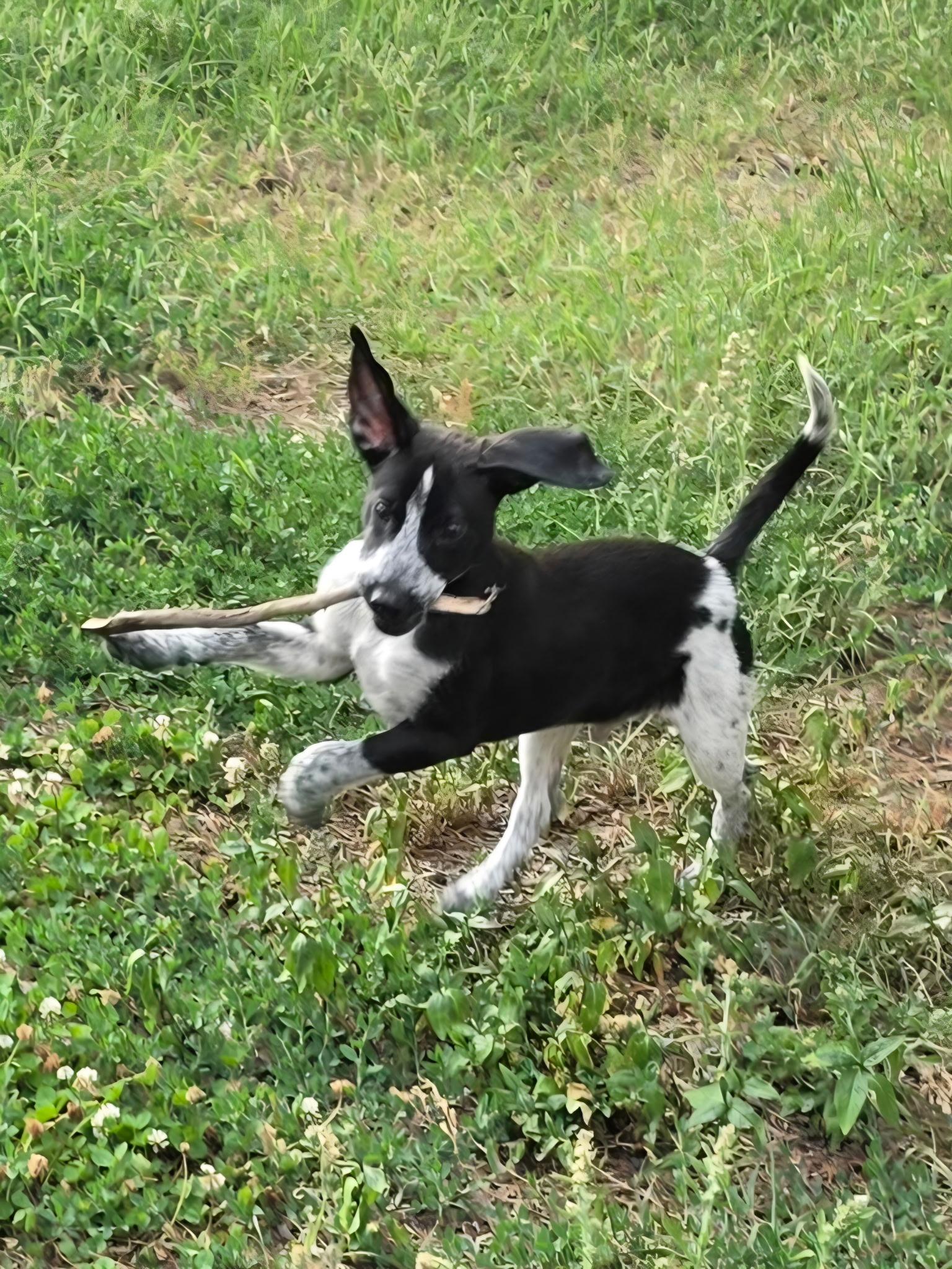 Enlarge Jean-Luc, an adopted mixed breed in Midlothian, VA image 2/5