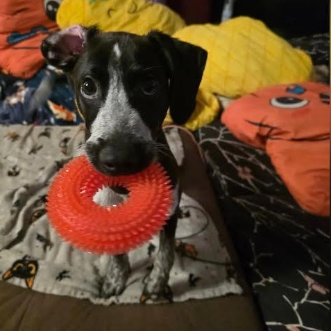 Jean-Luc, adopted, Puppy Male German Shorthaired Pointer & Bluetick Coonhound.