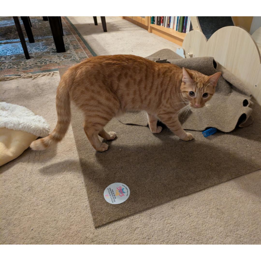 Enlarge Liam, a Adoptable mixed breed in Morgan Hill, CA image 6/6