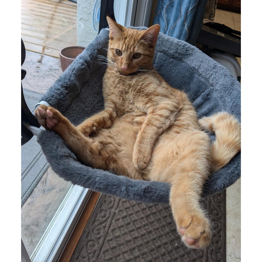 Enlarge Liam, a Adoptable mixed breed in Morgan Hill, CA image 4/6